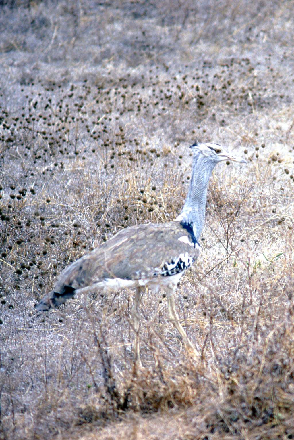 Uccello africano